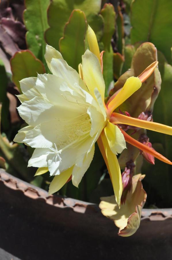 Las Orquideas Ollantaytambo Zewnętrze zdjęcie