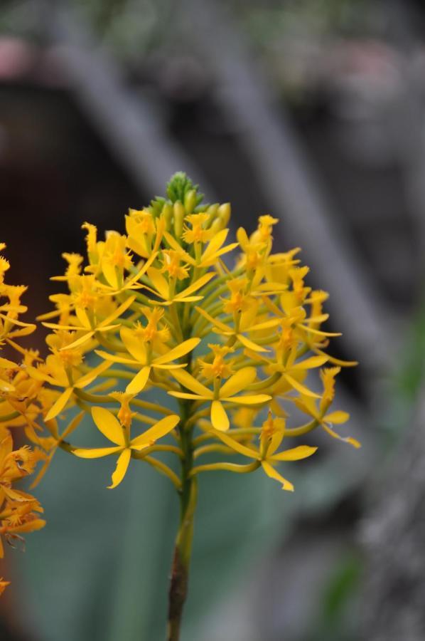 Las Orquideas Ollantaytambo Zewnętrze zdjęcie